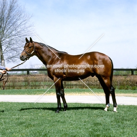 wajima, thoroughbred, usa, eclipse award winner 1975, at spendthrift farm, Kentucky