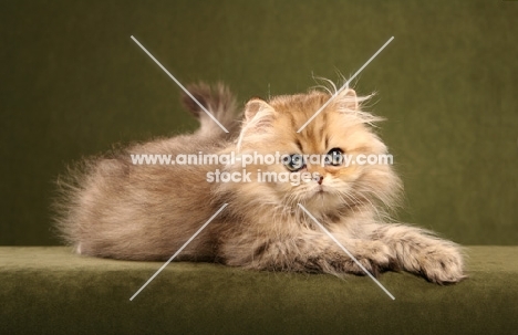 Persian kitten on green background