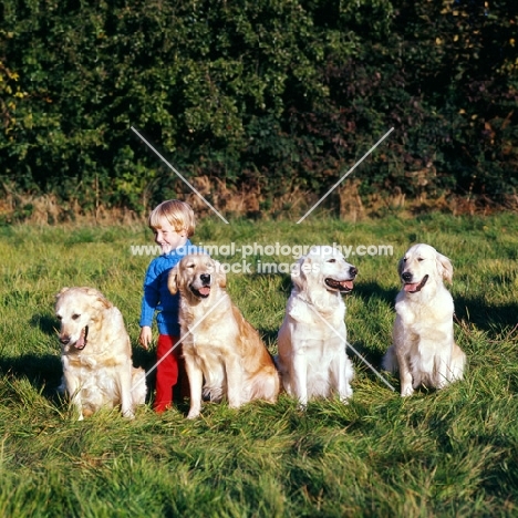 boy with four golden retrievers