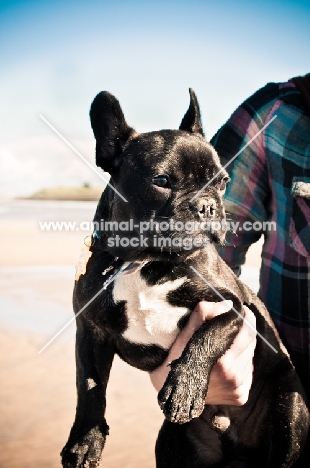 French Bulldog with owner