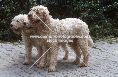 Briquet Griffon Vendeen dogs, aka Medium Griffon Vendeen