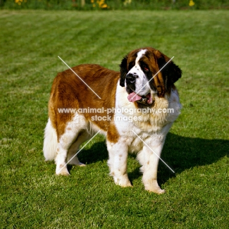 st bernard standing on a freshly cut lawn, ch lucky charm of whaplode (sue)