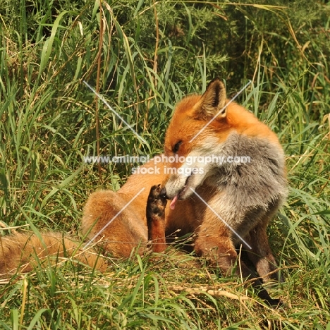 Fox scratching