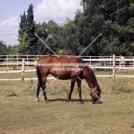  Caspian Pony full body grazing