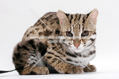Brown Spotted Tabby Asian Leopard Cat, 8 months old, crouched down