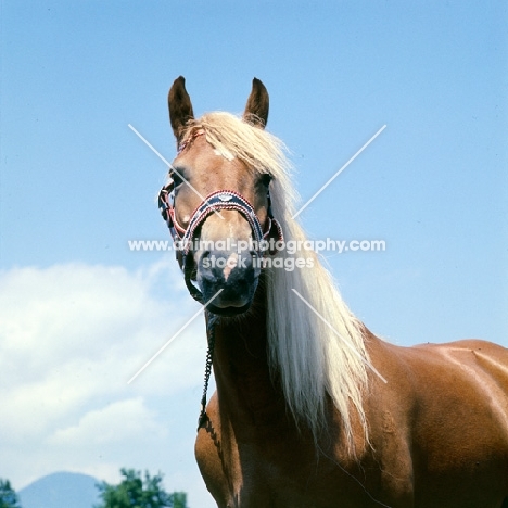 low angle view of Haflinger mare at Ebbs Austria 