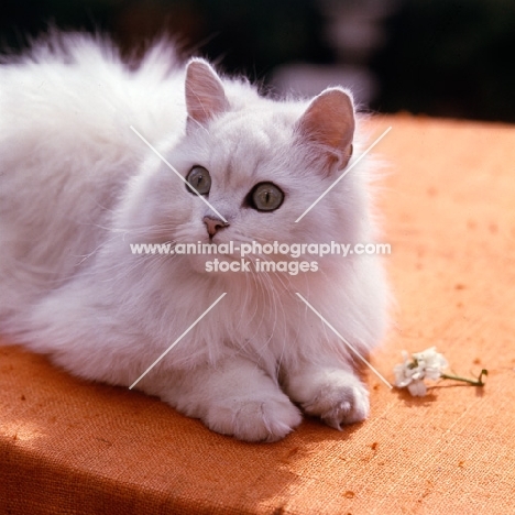 chinchilla cat looking up from table