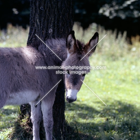 donkey foal near tree