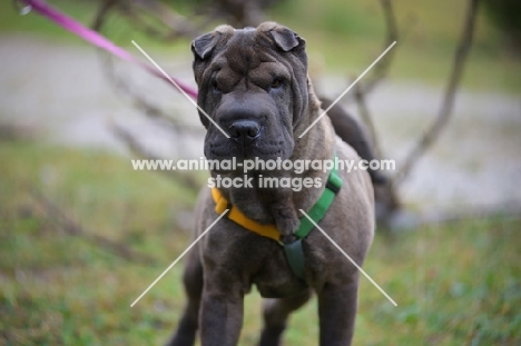 blue Shar Pei on lead