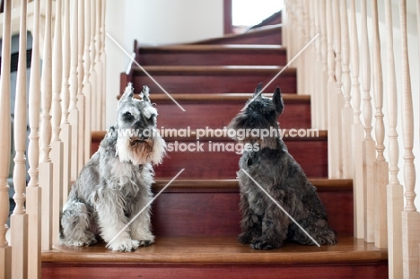 Salt and pepper and black Miniature Schnauzers sitting on stairs.