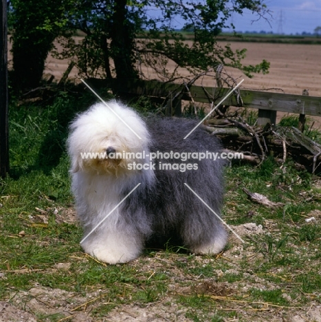 old english sheepdog standing on grass in the contryside