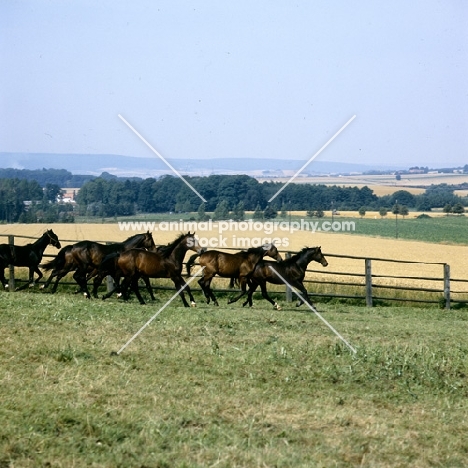 young trakehners at gestüt webelsgründ