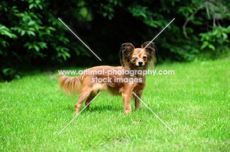 Russian Toy Terrier standing in grass looking towards camera