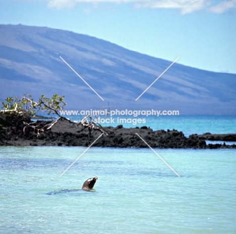 galapagos sea lion off fernandina island,