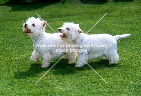 two west highland white terriers having a laugh 