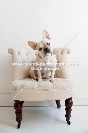 Fawn French Bulldog sitting on matching tan tufted chair with head tilted.