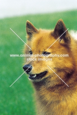 Finnish Spitz portrait