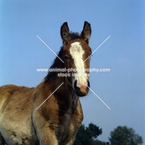 Belgian foal head study