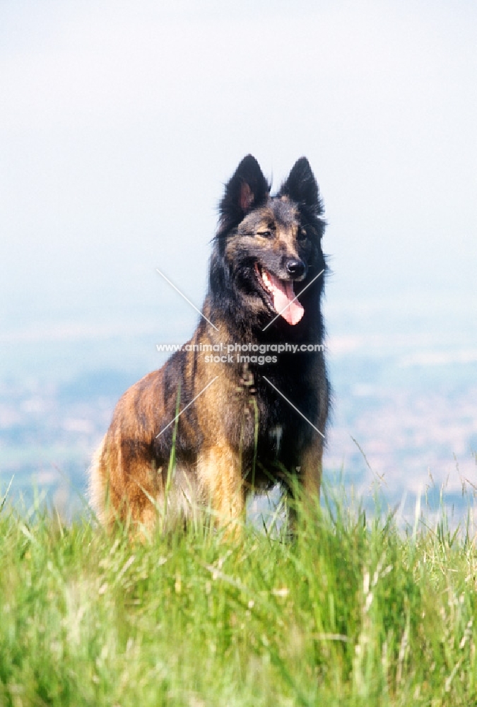 tervueren standing on hilltop