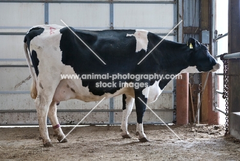 holstein friesian cow in barn