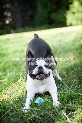 boston terrier in play bow