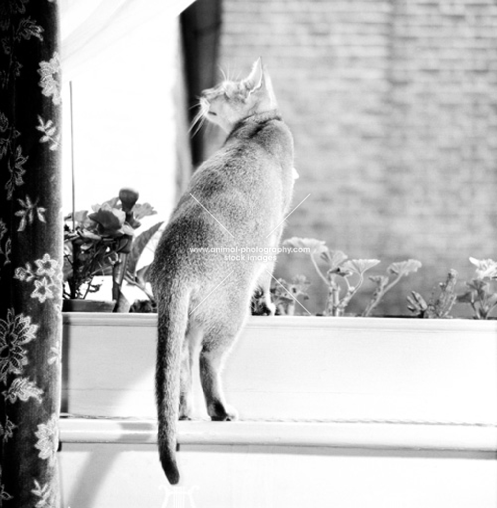 abyssinian cat climbing onto window box