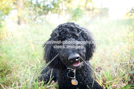 black standard poodle sitting in long grass