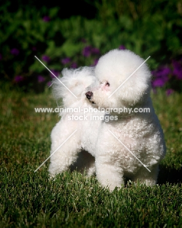 Bichon Frise in garden