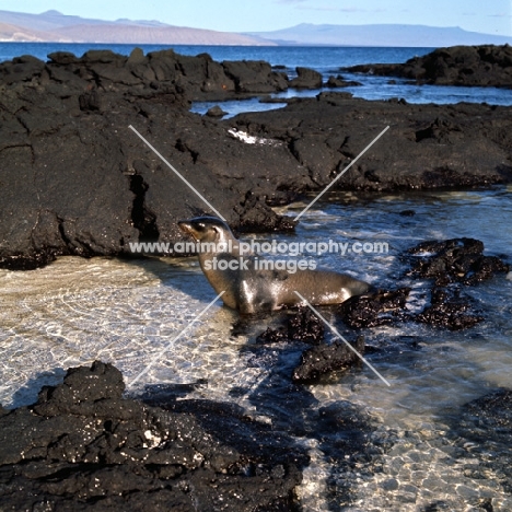 galapagos sea lion in landscape on fernandina island, galapagos islands