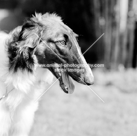 borzoi, int ch springett copper beech, portrait