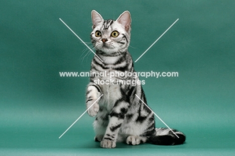 American Shorthair, Silver classic tabby colour