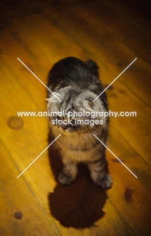 Scottish Fold cat standing on wooden floor. 
