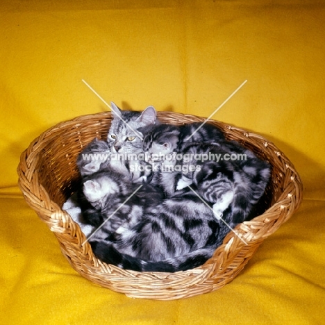 silver tabby cat with her litter of kittens in a basket