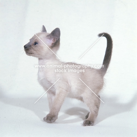 lilac point siamese kitten