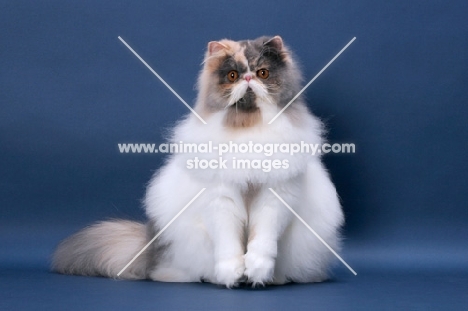 fluffy female Persian sitting down, Blue Tortie & White colour
