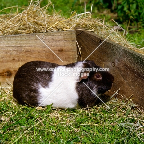 chocolate and white bi-coloured short-haired guinea pig in pen with hay