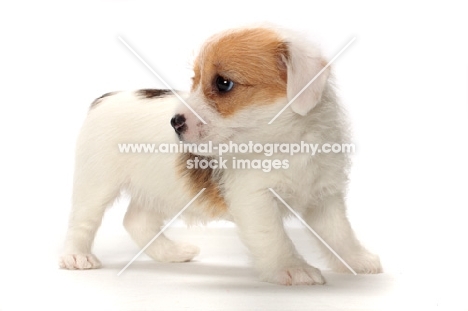 rough coated Jack Russell puppy