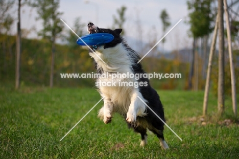 black and white border collie catching frisbee in the air