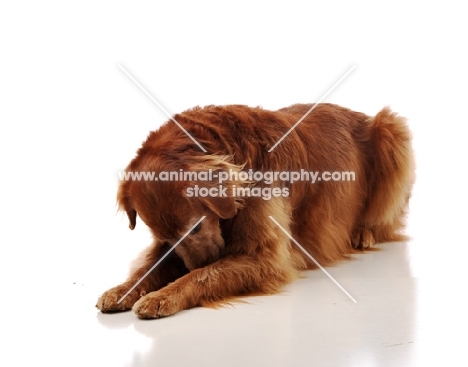 golden retriever looking down