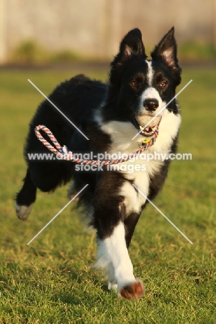 black and white Border Collie with ball on rope