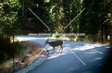deer on the road in yosemite national park