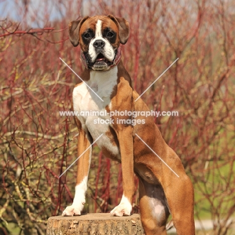 Boxer dog standing on tree stump