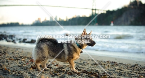 Swedish Vallhund near beach