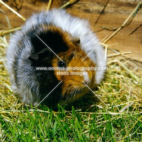 roan abyssinian guinea pig on grass with hay looking aside