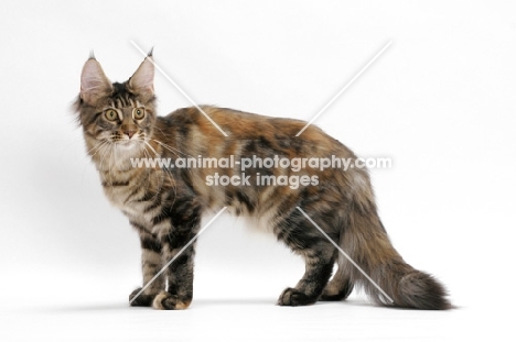 young Maine Coon cat standing on white background, brown classic torbie colour