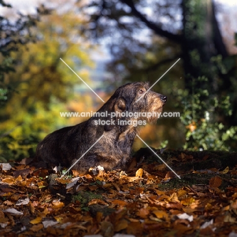 lieblings nobody's fool, wirehaired dachshund in autumn scene