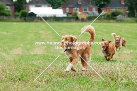 Nova Scotia Duck Tolling Retrievers in field