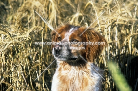 brittany, sonnenberg viking, in cornfield