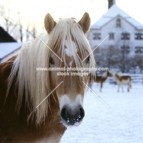 Hafflinger mare in winter sunshine at Fohlenhof, Ebbs head and shoulders