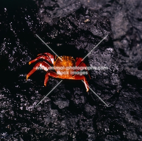 sally lightfoot crab on lava, fernandina island, galapagos 